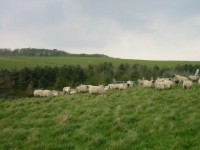 Schafe gibt es nat&uuml;rlich auch &uuml;berall zu sehen